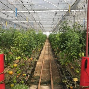 Invernaderos "CLISOL" y Almerimar