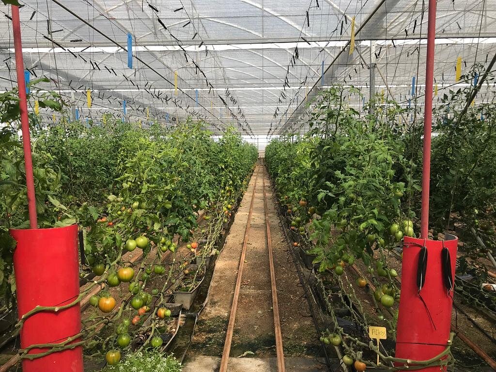 Invernaderos "CLISOL" y Almerimar